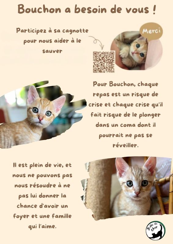 Association Bulle de Chat 