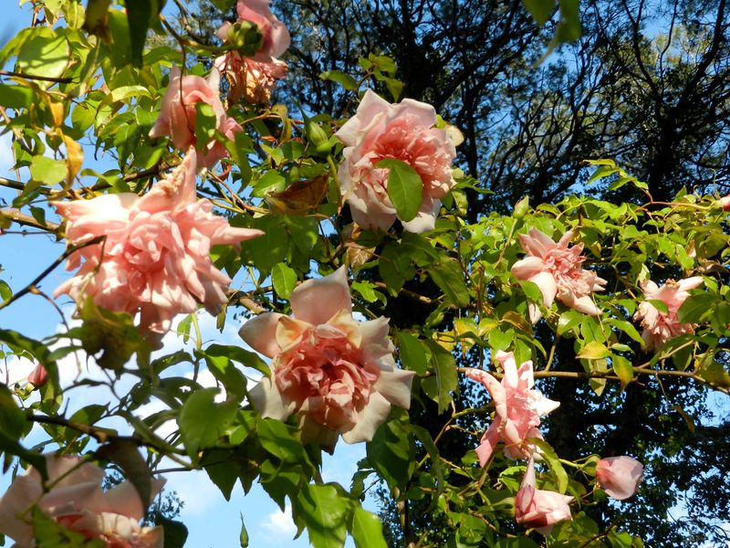 Photo 3 de Jardin La Pomme d'Ambre