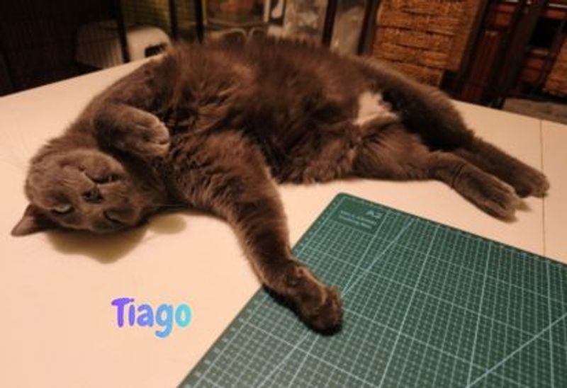 Photo 3 de AU CHAT ZEN