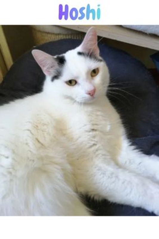Photo 4 de AU CHAT ZEN