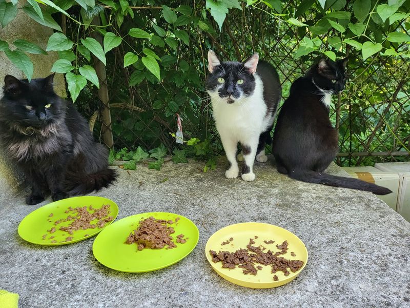 Photo 5 de Félins des Rues de Tremblay