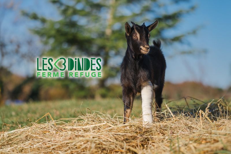 Les 3 Dindes, Ferme-Refuge