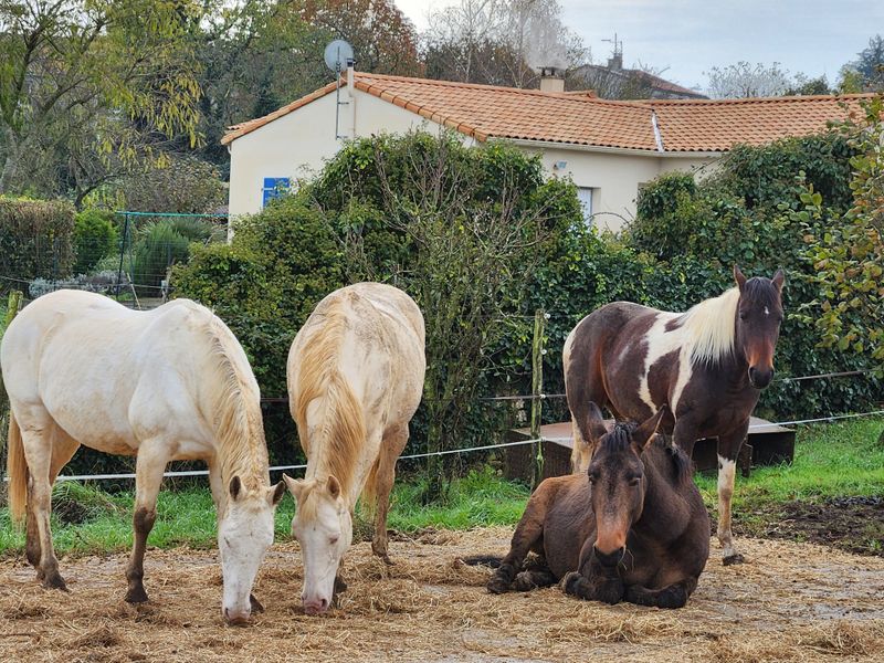 Photo 3 de Edel'Paradise