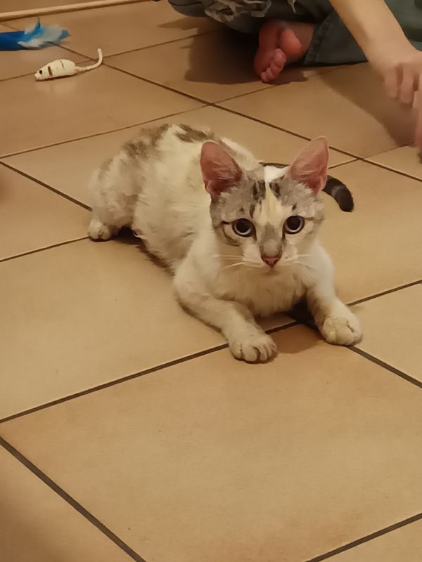Photo 2 de Les Chats Vires 31