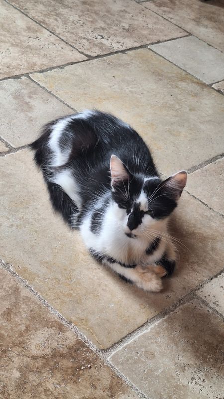 Photo 3 de Les Chats Vires 31