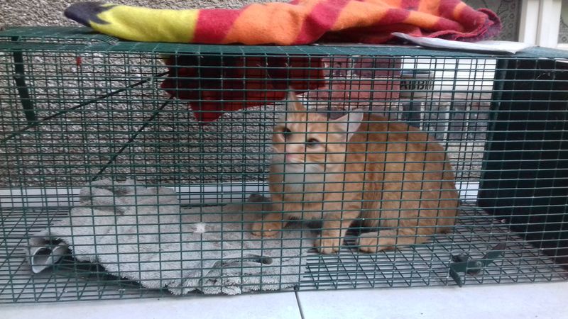 Photo 2 de Animalove61