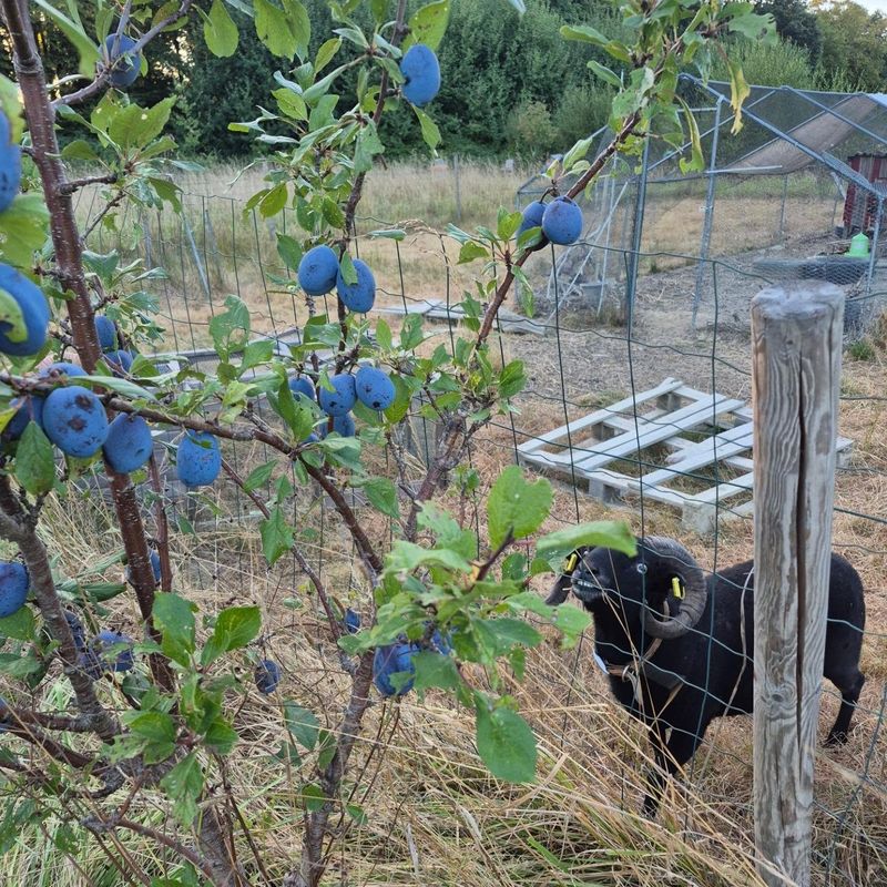Photo 3 de Le Jardin des Possibles