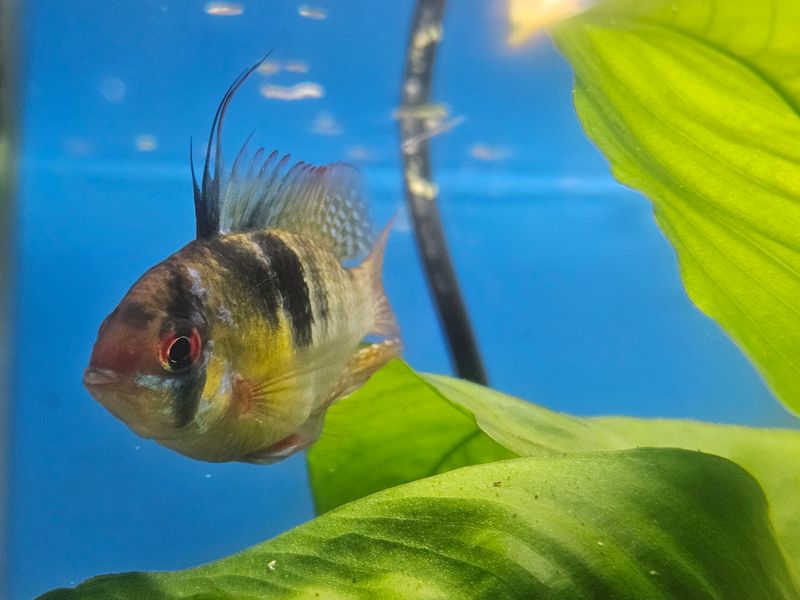 Photo 2 de Association Angevine des Amis Aquariophile