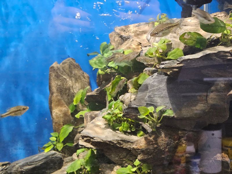 Photo 3 de Association Angevine des Amis Aquariophile