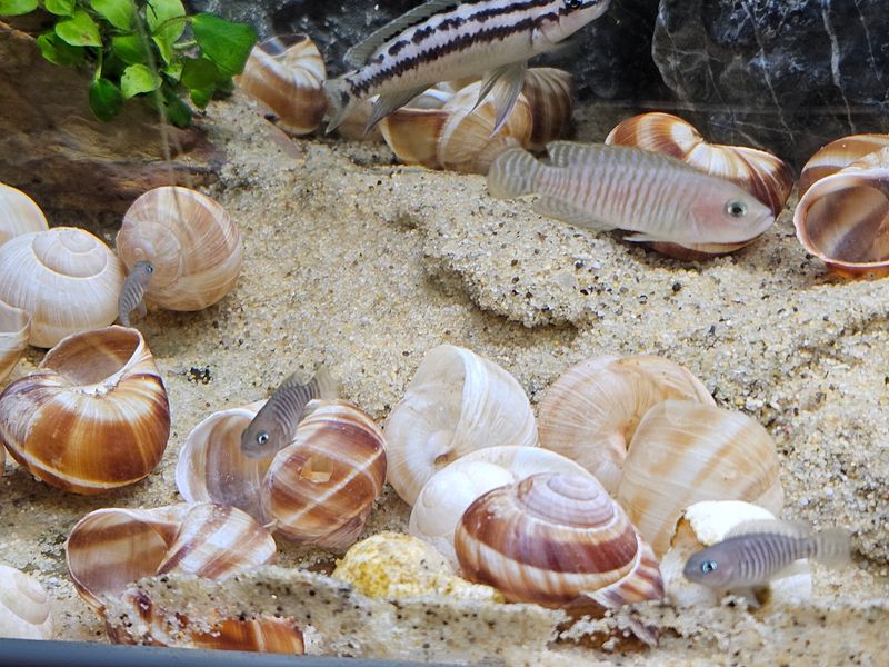 Photo 4 de Association Angevine des Amis Aquariophile