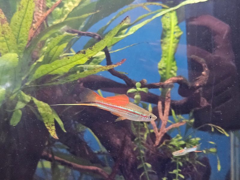 Photo 5 de Association Angevine des Amis Aquariophile