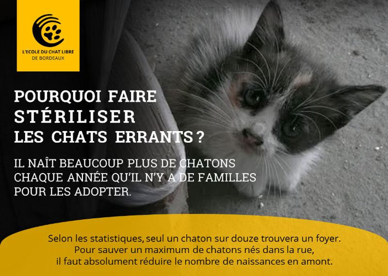 Photo 2 de Ecole du Chat Libre de Bordeaux