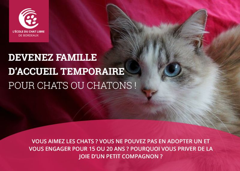 Photo 3 de Ecole du Chat Libre de Bordeaux