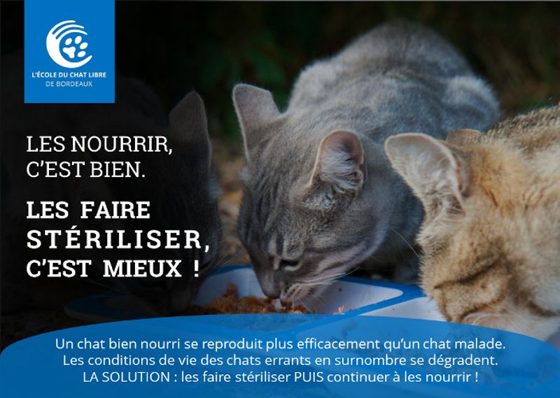 Photo 5 de Ecole du Chat Libre de Bordeaux