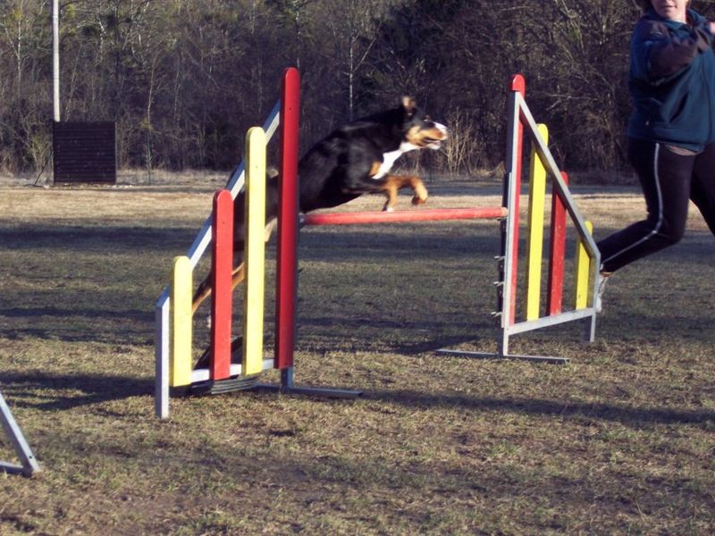 Association Canine Jura Sud